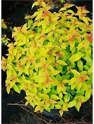 Goldflame Spirea