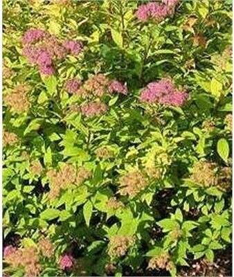 Goldmound Spirea
