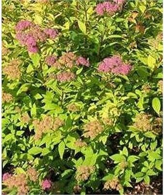 Goldmound Spirea