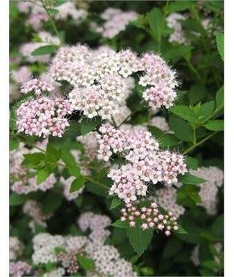 Little Princess Spirea