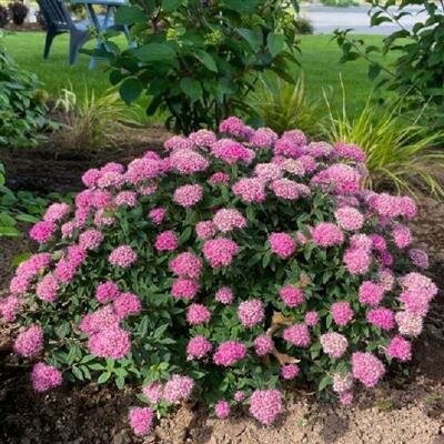 Poprocks Petite Spirea