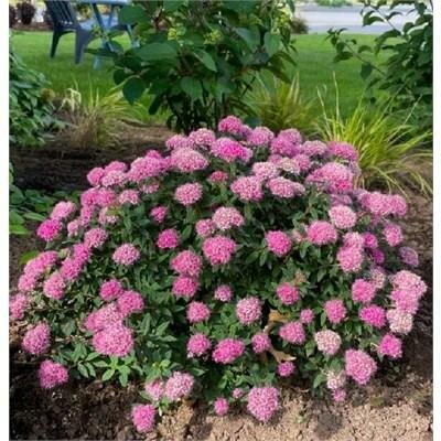 Poprocks Petite Spirea