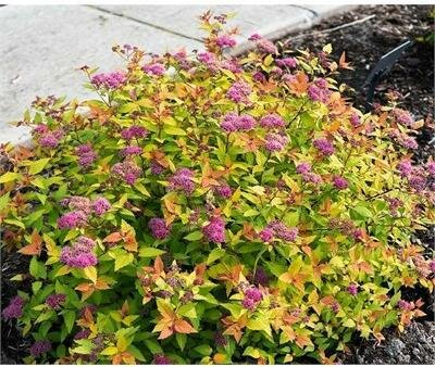 Poprocks Rainbow Fizz Spirea