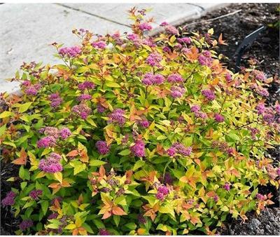 Poprocks Rainbow Fizz Spirea