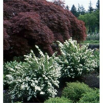 Snowmound Spirea