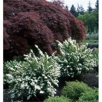 Snowmound Spirea