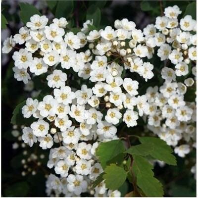 Vanhoutte Renaissance Spirea