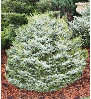 Dwarf Serbian Spruce