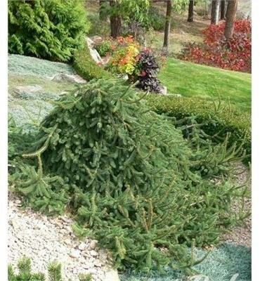 Weeping Norway Spruce