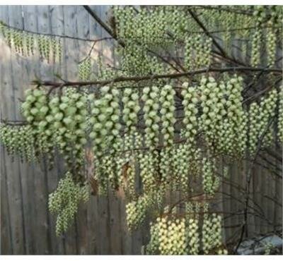 Early Spiketail (Stachyurus)