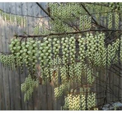 Early Spiketail (Stachyurus)
