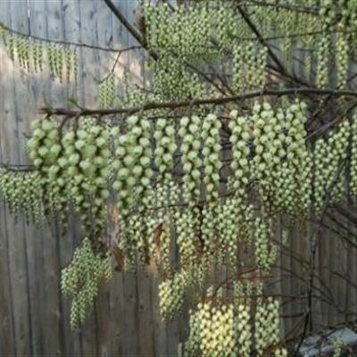 Early Spiketail (Stachyurus) - image 2