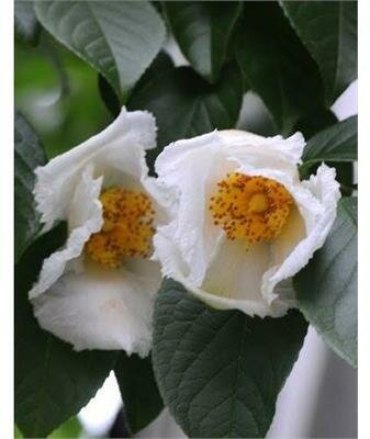 Japanese Stewartia