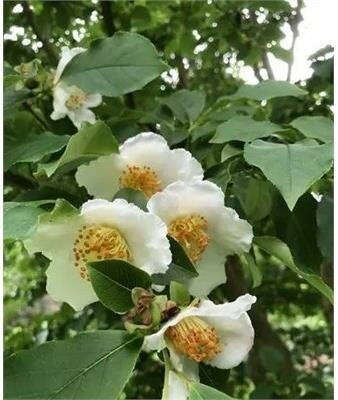 Sawtooth Stewartia