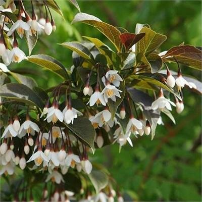 Evening Lights Japanese Snowbell