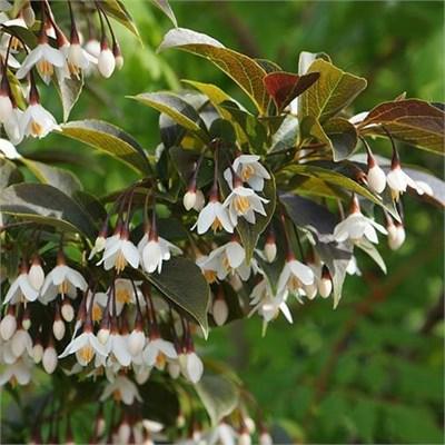 Evening Lights Japanese Snowbell