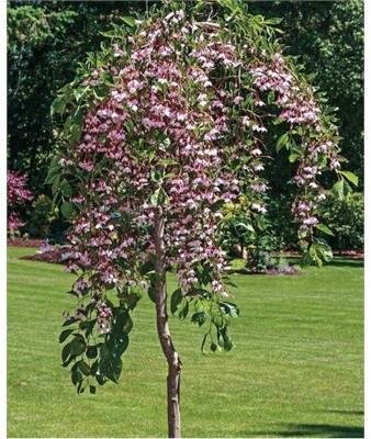 Pink Weeping Japanese Snowbell Tree