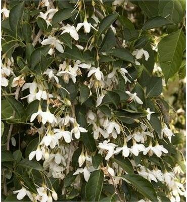 Fragrant Fountain Weeping Japanese Snowbell
