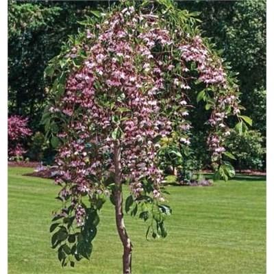 Marley's Pink Weeping Japanese Snowbell