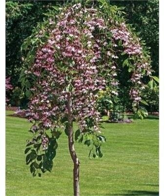Pink Weeping Japanese Snowbell Tree