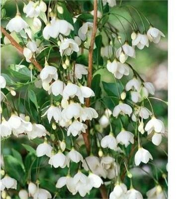 Snowcone Japanese Snowbell Tree