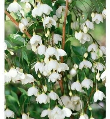 Snowcone Japanese Snowbell Tree