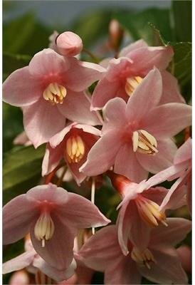 Marley's Pink Weeping Japanese Snowbell