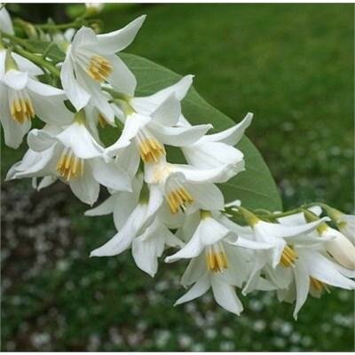 Fragrant Snowbell Tree