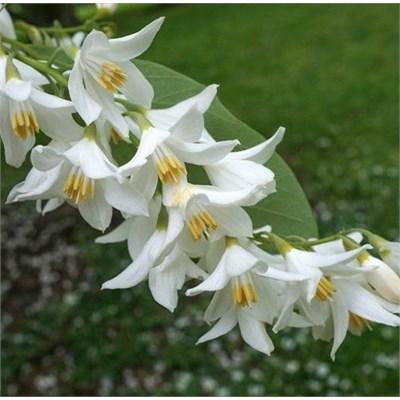 Fragrant Snowbell Tree