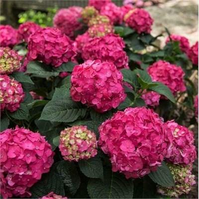 Summer Crush Reblooming Hydrangea