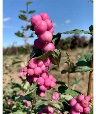 Magical Ruby Giant Snowberry