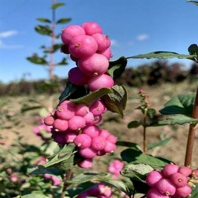 Magical Ruby Giant Snowberry - image 2
