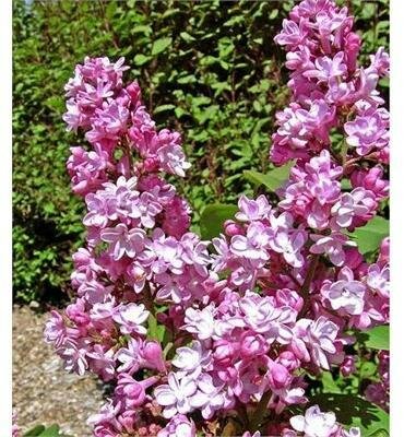 Belle De Nancy French Lilac