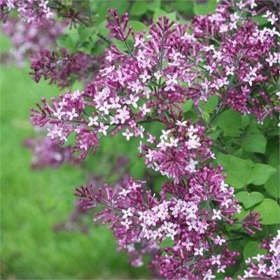 Bloomerange Dark Purple Lilac Tree