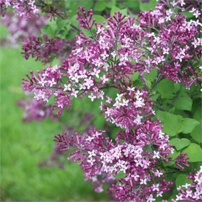Bloomerange Dark Purple Lilac Tree