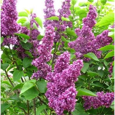 Charles Joly French Lilac