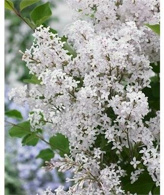 Flowerfesta White Dwarf Lilac Tree