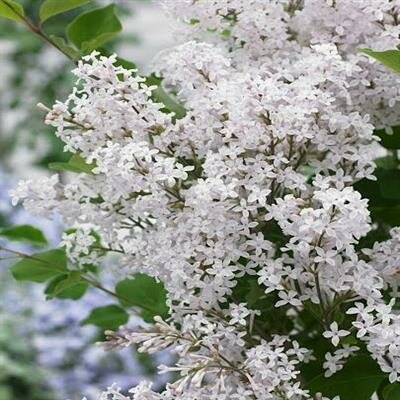Flowerfesta White Dwarf Lilac Tree