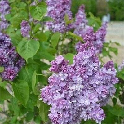 Katherine Havemeyer French Lilac