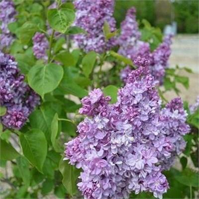 Katherine Havemeyer French Lilac