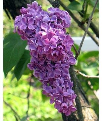 Ludwig Spaeth French Lilac
