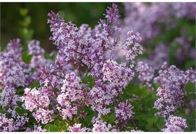 Miss Kim Dwarf Lilac