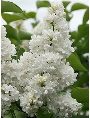 Madame Lemoine French Lilac