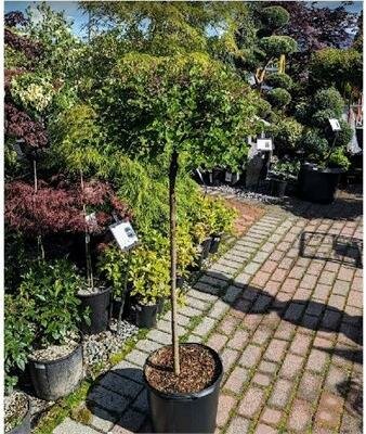 Palibin Lilac Tree - image 1