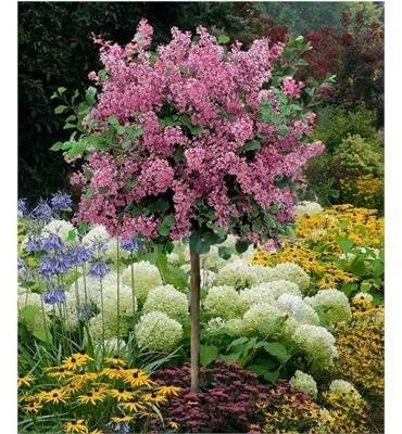 Palibin Lilac Tree - image 2