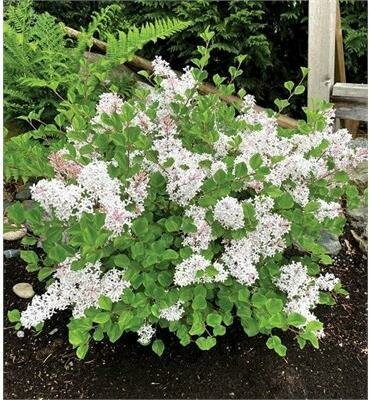 Pearl Potion Dwarf Lilac