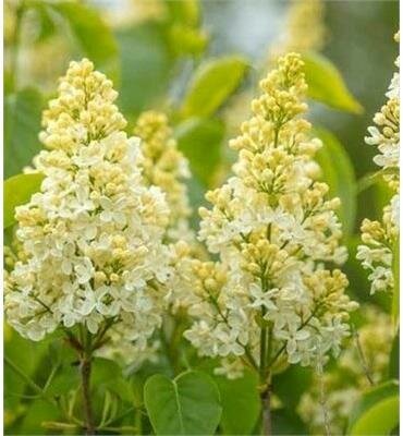 Primrose Yellow French Lilac