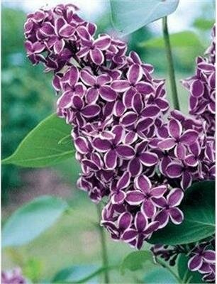 Sensation French Lilac