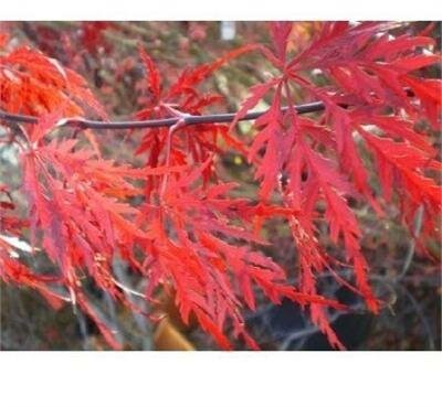 Tamuke Yama Japanese Maple