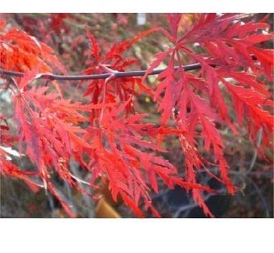 Tamuke Yama Japanese Maple